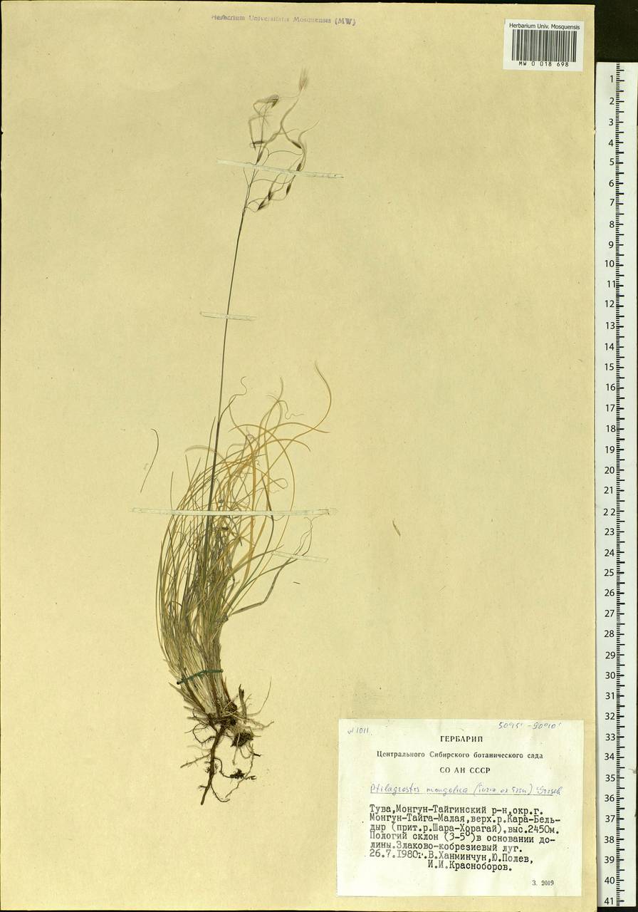 Ptilagrostis mongholica (Turcz. ex Trin.) Griseb., Siberia, Altai & Sayany Mountains (S2) (Russia)