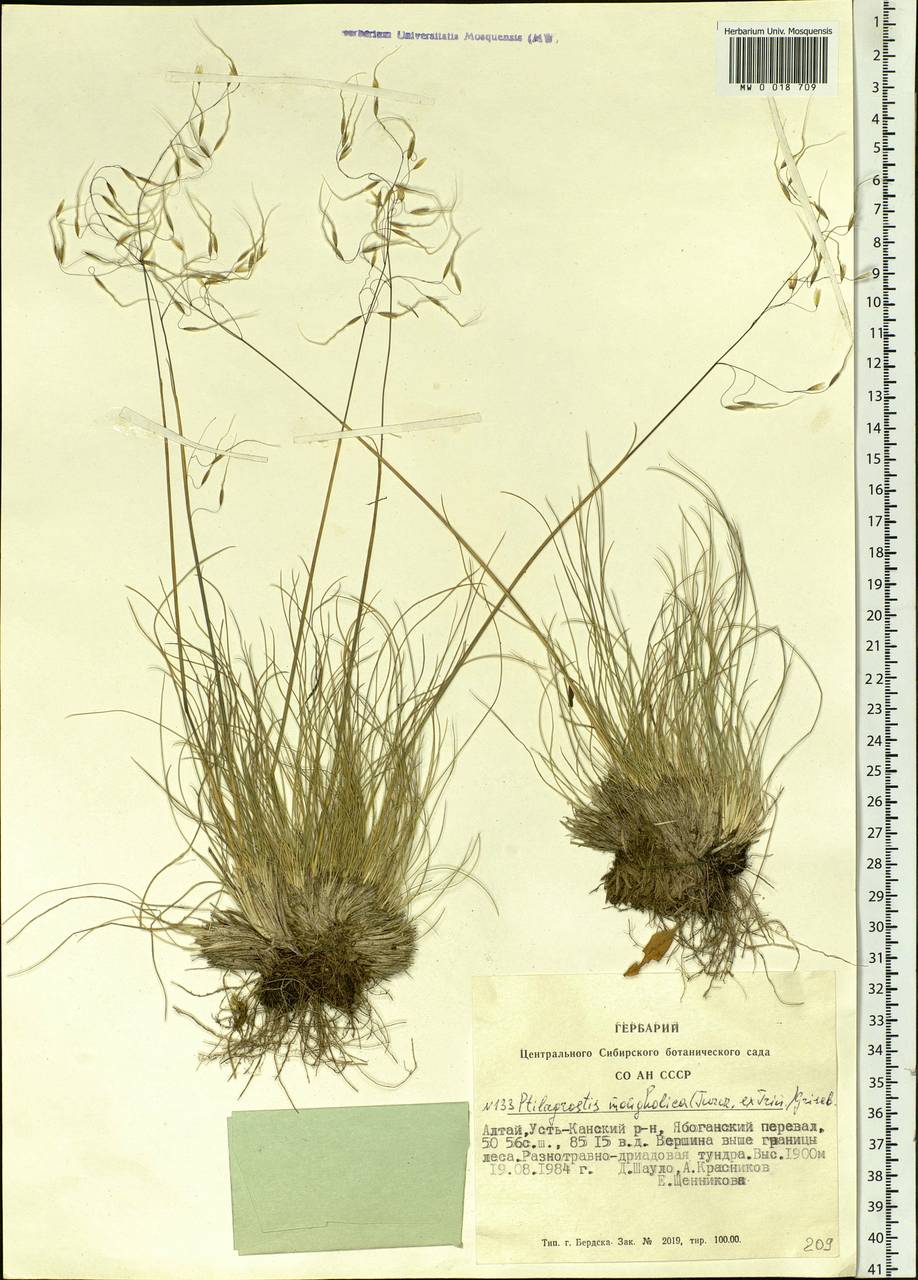 Ptilagrostis mongholica (Turcz. ex Trin.) Griseb., Siberia, Altai & Sayany Mountains (S2) (Russia)