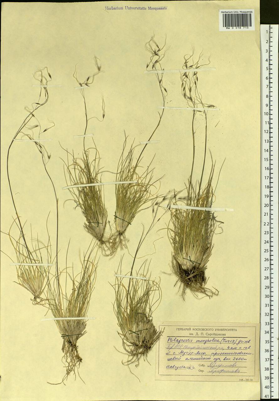 Ptilagrostis mongholica (Turcz. ex Trin.) Griseb., Siberia, Altai & Sayany Mountains (S2) (Russia)