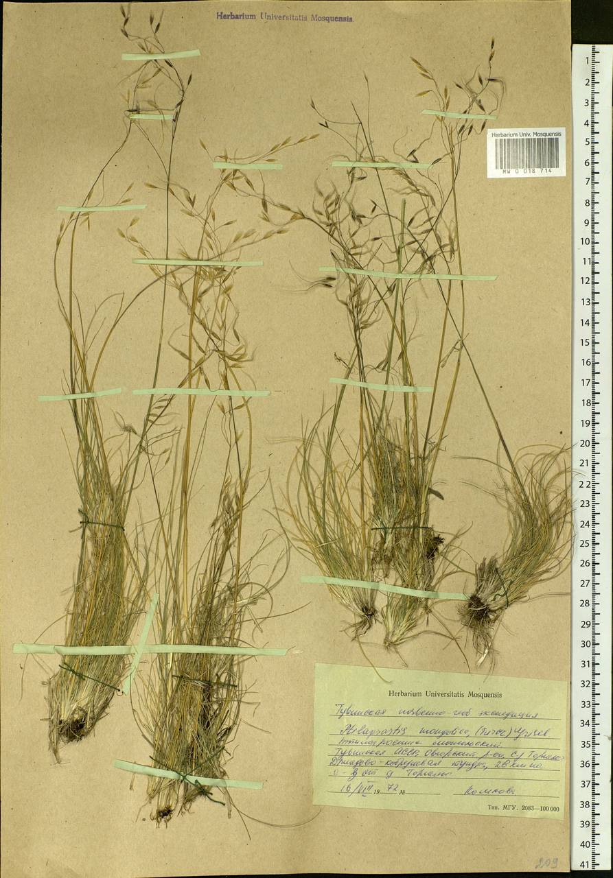 Ptilagrostis mongholica (Turcz. ex Trin.) Griseb., Siberia, Altai & Sayany Mountains (S2) (Russia)