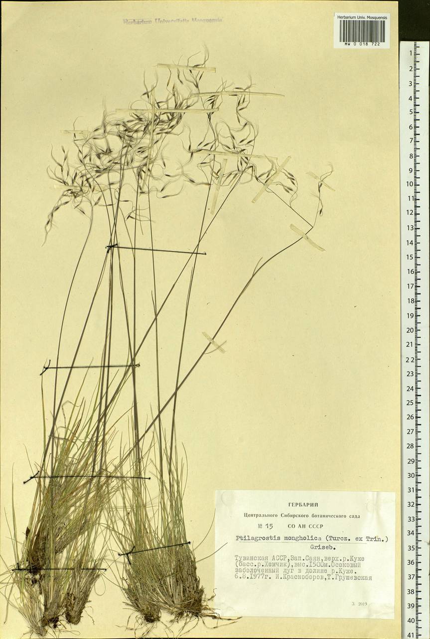 Ptilagrostis mongholica (Turcz. ex Trin.) Griseb., Siberia, Altai & Sayany Mountains (S2) (Russia)