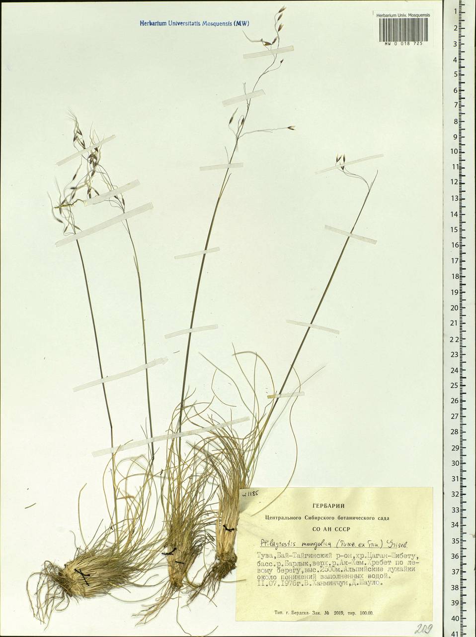 Ptilagrostis mongholica (Turcz. ex Trin.) Griseb., Siberia, Altai & Sayany Mountains (S2) (Russia)