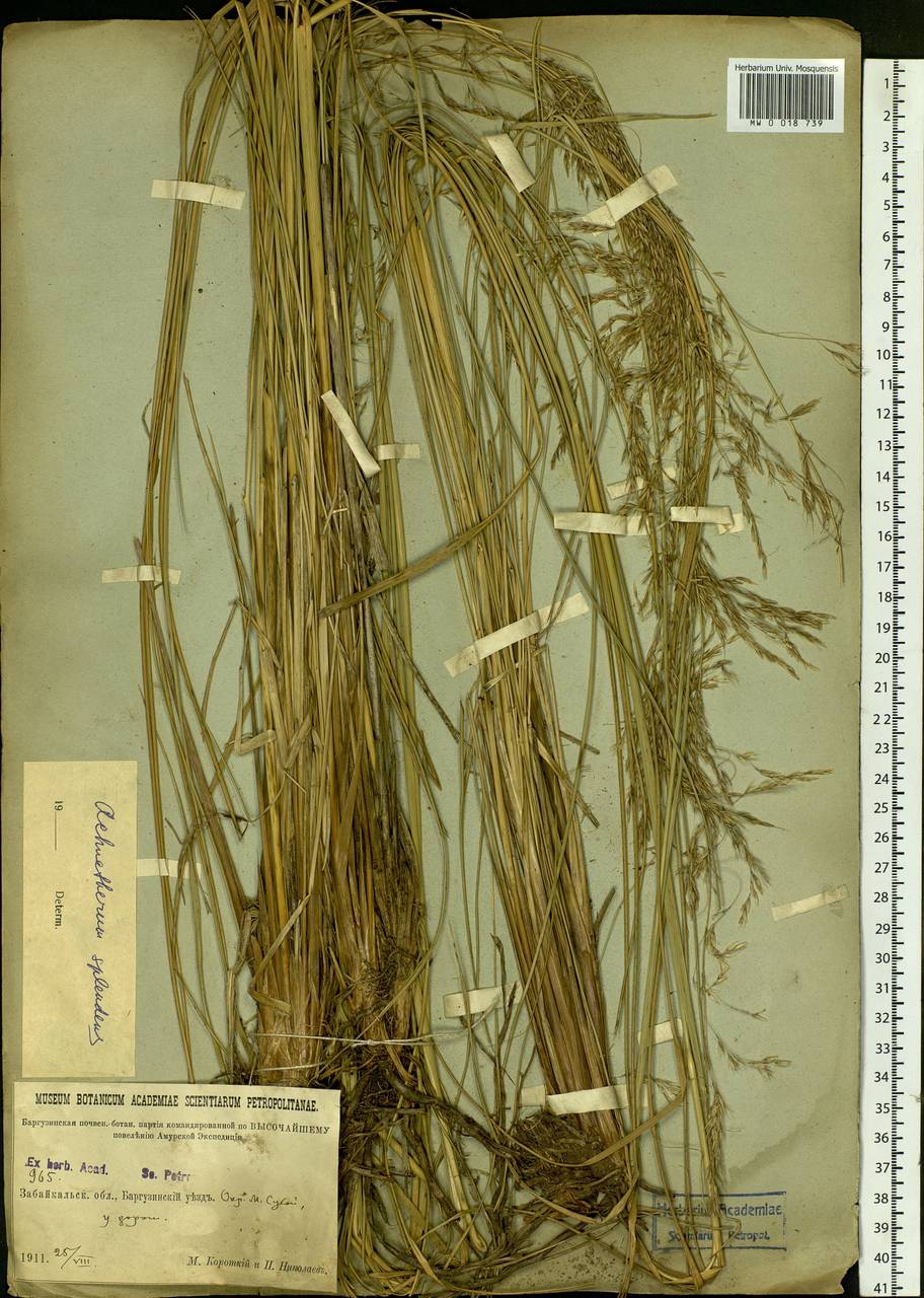 Neotrinia splendens (Trin.) M.Nobis, P.D.Gudkova & A.Nowak, Siberia, Baikal & Transbaikal region (S4) (Russia)