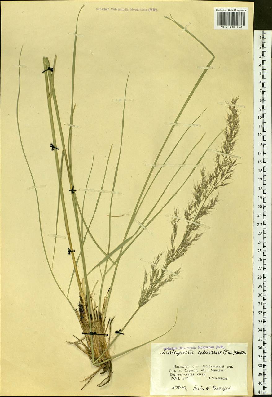 Neotrinia splendens (Trin.) M.Nobis, P.D.Gudkova & A.Nowak, Siberia, Baikal & Transbaikal region (S4) (Russia)
