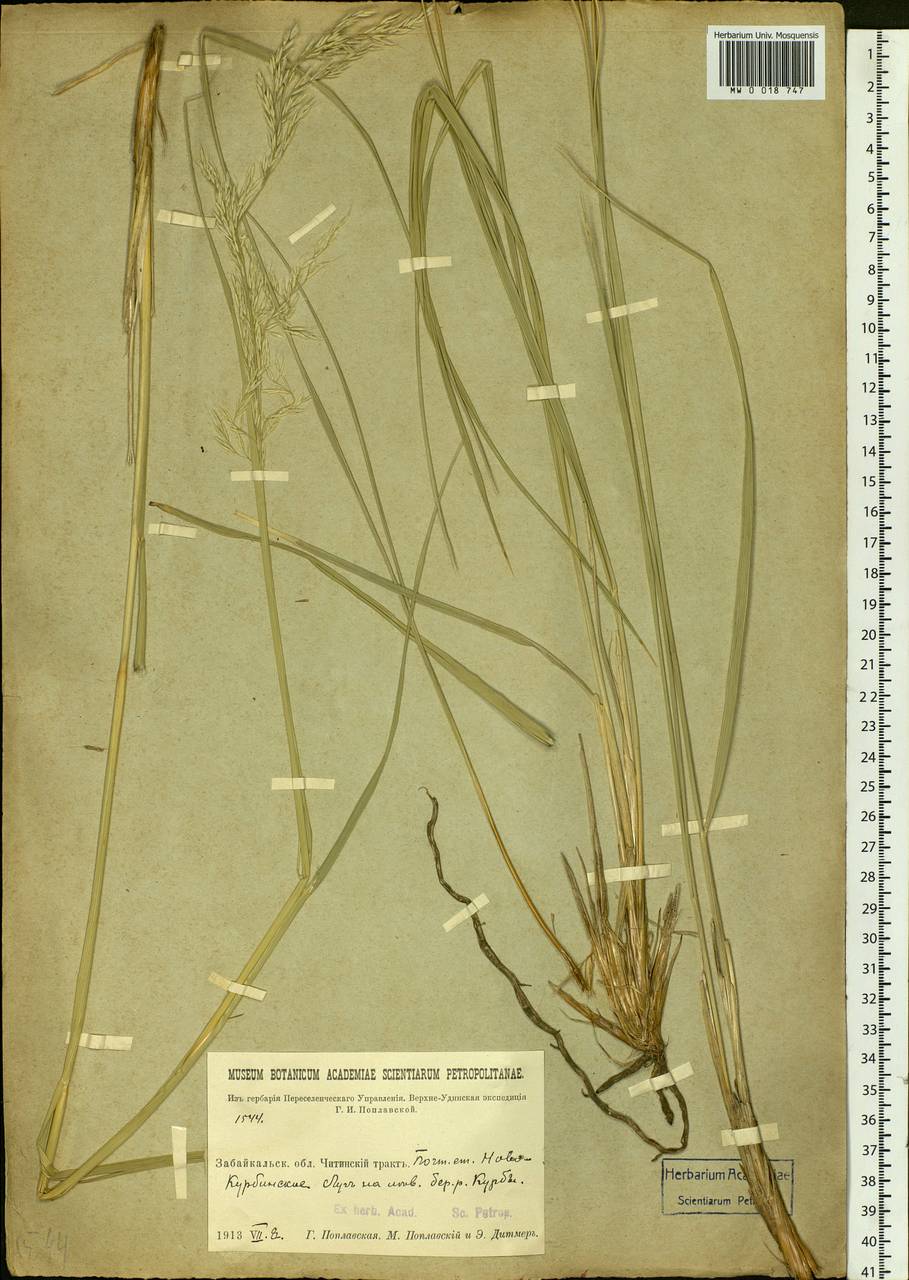 Neotrinia splendens (Trin.) M.Nobis, P.D.Gudkova & A.Nowak, Siberia, Baikal & Transbaikal region (S4) (Russia)
