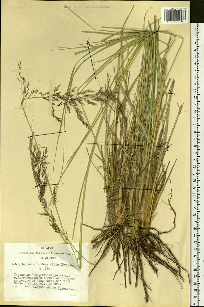 Neotrinia splendens (Trin.) M.Nobis, P.D.Gudkova & A.Nowak, Siberia, Altai & Sayany Mountains (S2) (Russia)