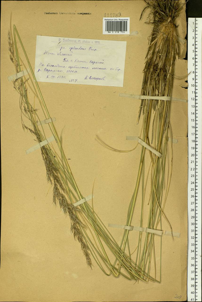 Neotrinia splendens (Trin.) M.Nobis, P.D.Gudkova & A.Nowak, Siberia, Western (Kazakhstan) Altai Mountains (S2a) (Kazakhstan)