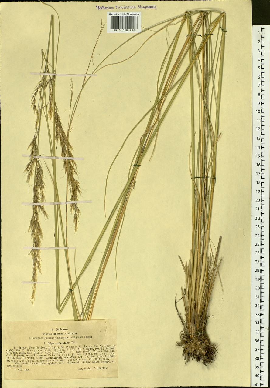 Neotrinia splendens (Trin.) M.Nobis, P.D.Gudkova & A.Nowak, Siberia, Western (Kazakhstan) Altai Mountains (S2a) (Kazakhstan)