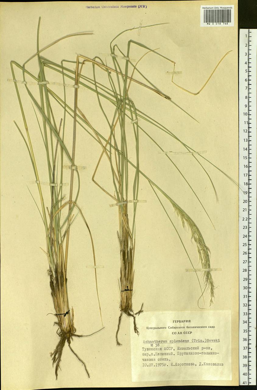 Neotrinia splendens (Trin.) M.Nobis, P.D.Gudkova & A.Nowak, Siberia, Altai & Sayany Mountains (S2) (Russia)