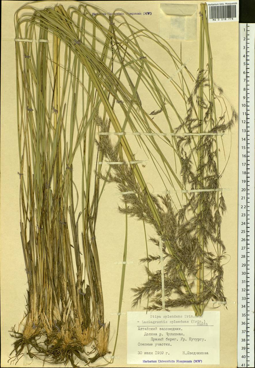 Neotrinia splendens (Trin.) M.Nobis, P.D.Gudkova & A.Nowak, Siberia, Altai & Sayany Mountains (S2) (Russia)