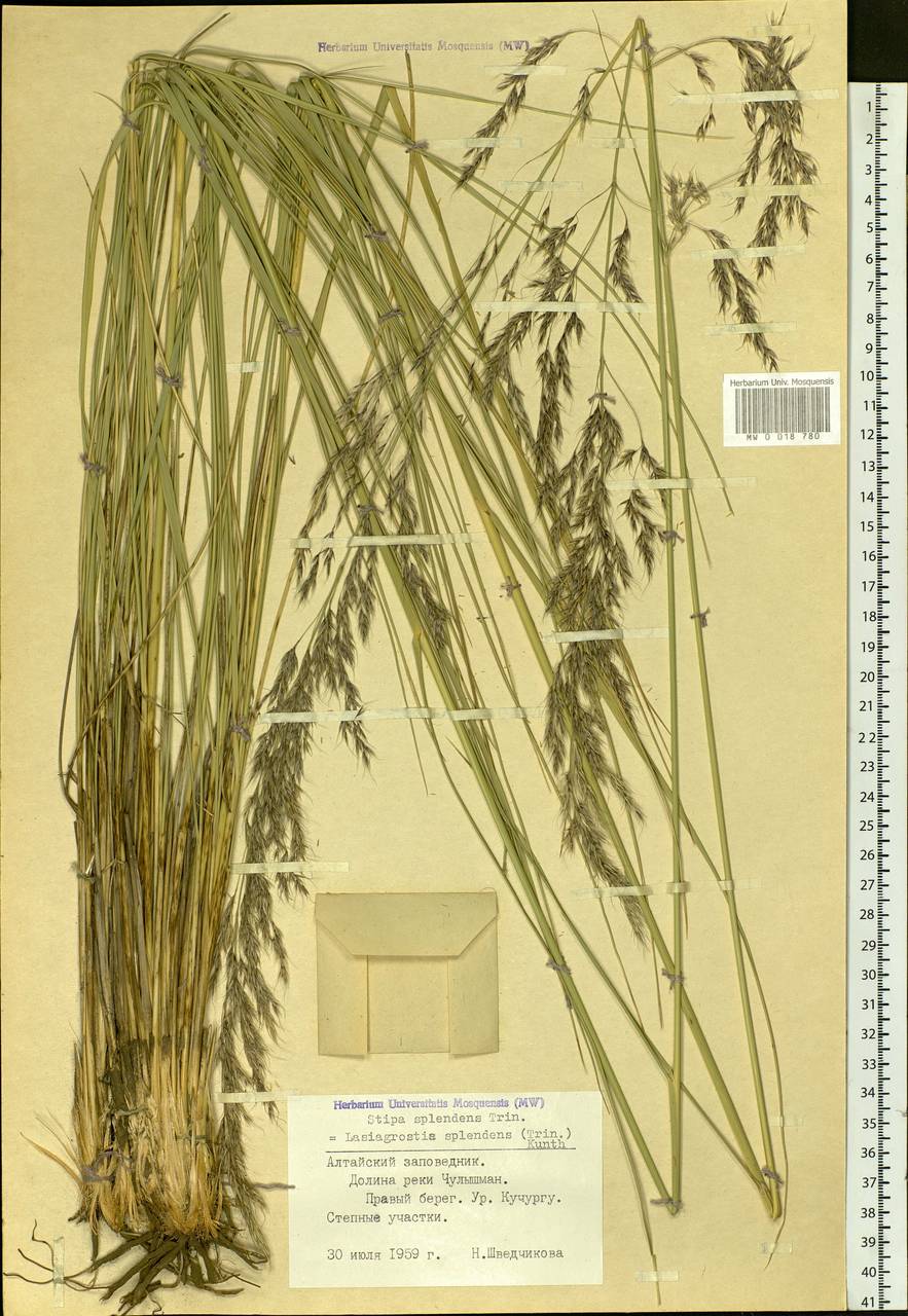 Neotrinia splendens (Trin.) M.Nobis, P.D.Gudkova & A.Nowak, Siberia, Altai & Sayany Mountains (S2) (Russia)