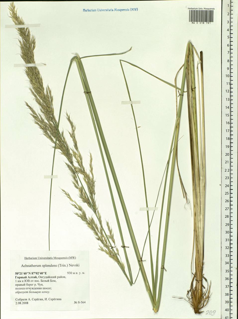 Neotrinia splendens (Trin.) M.Nobis, P.D.Gudkova & A.Nowak, Siberia, Altai & Sayany Mountains (S2) (Russia)