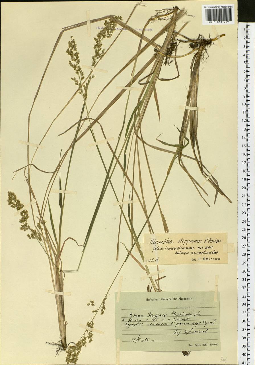 Anthoxanthum repens (Host) Veldkamp, Eastern Europe, Eastern region (E10) (Russia)