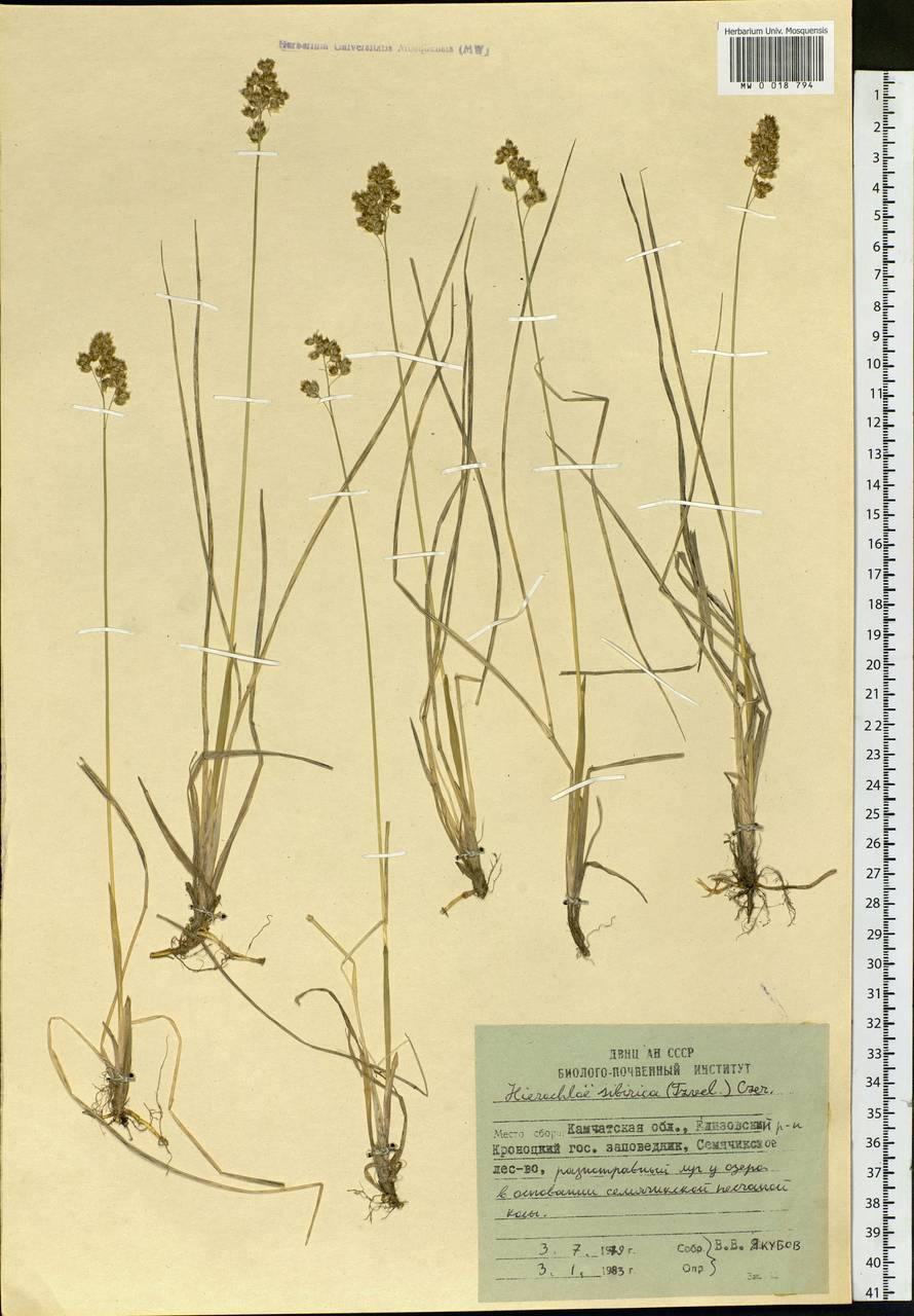 Anthoxanthum glabrum (Trin.) Veldkamp, Siberia, Chukotka & Kamchatka (S7) (Russia)