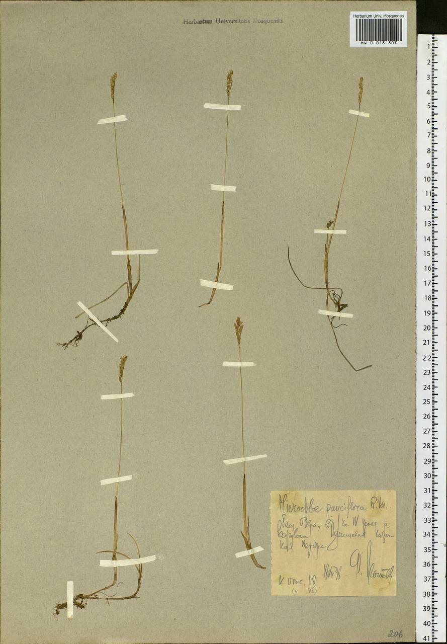 Anthoxanthum arcticum Veldkamp, Siberia, Chukotka & Kamchatka (S7) (Russia)