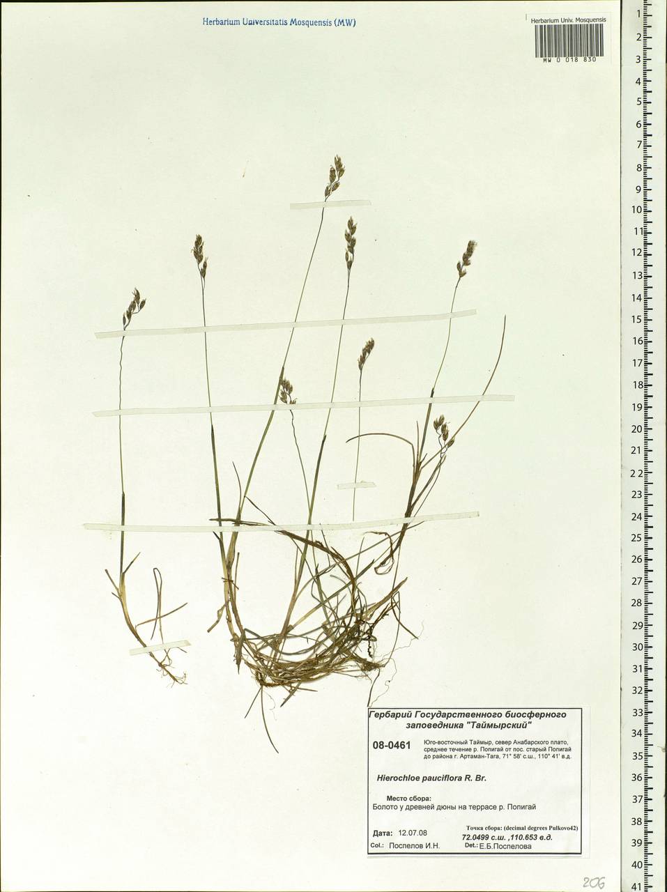 Anthoxanthum arcticum Veldkamp, Siberia, Central Siberia (S3) (Russia)