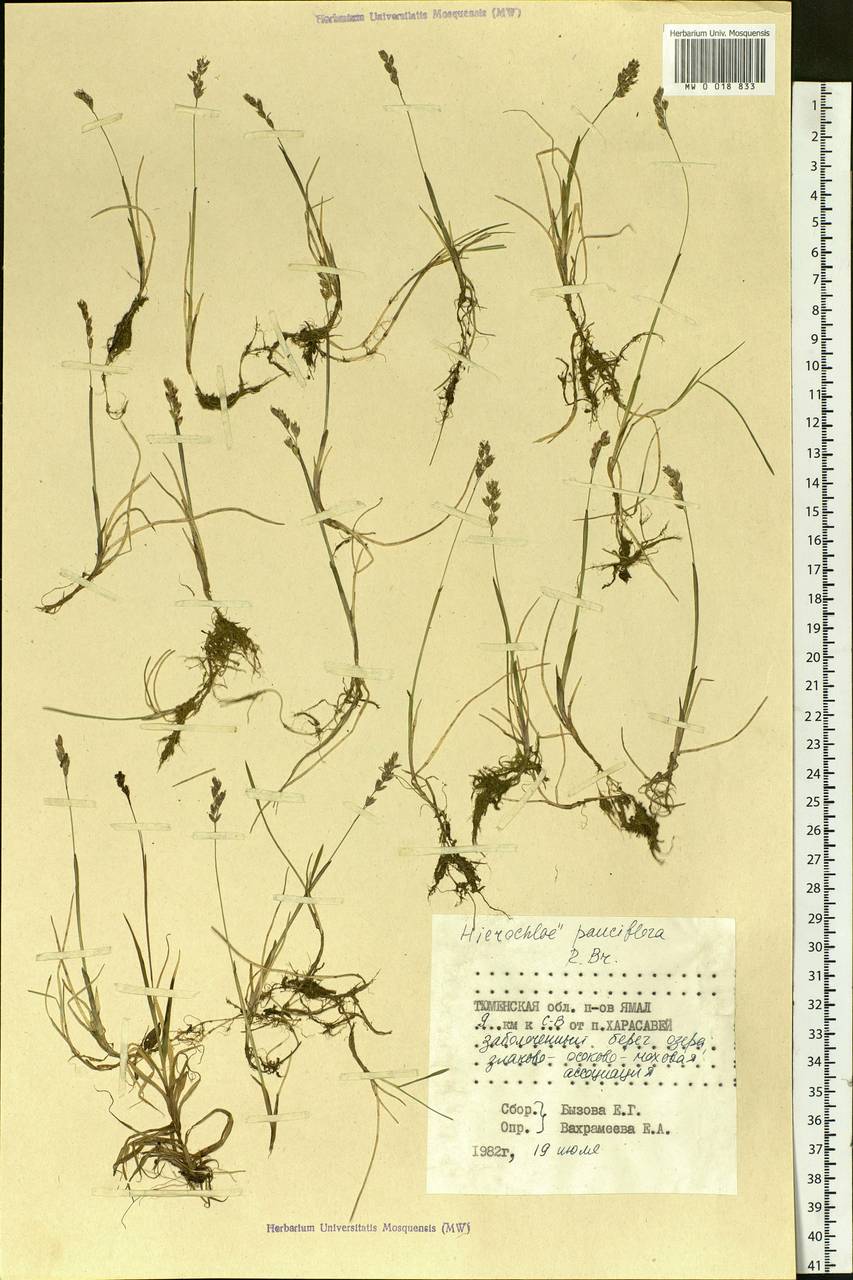 Anthoxanthum arcticum Veldkamp, Siberia, Western Siberia (S1) (Russia)