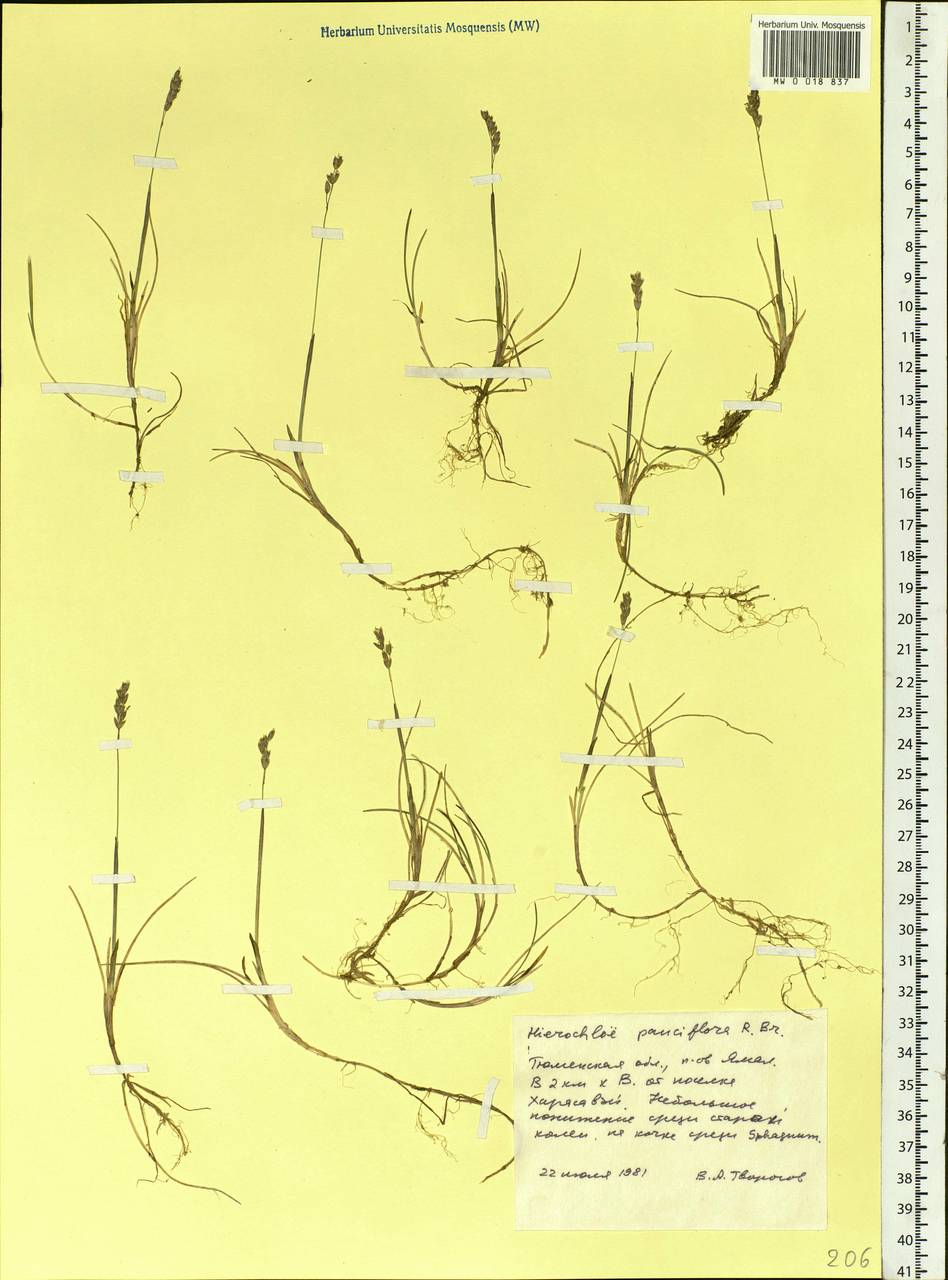 Anthoxanthum arcticum Veldkamp, Siberia, Western Siberia (S1) (Russia)