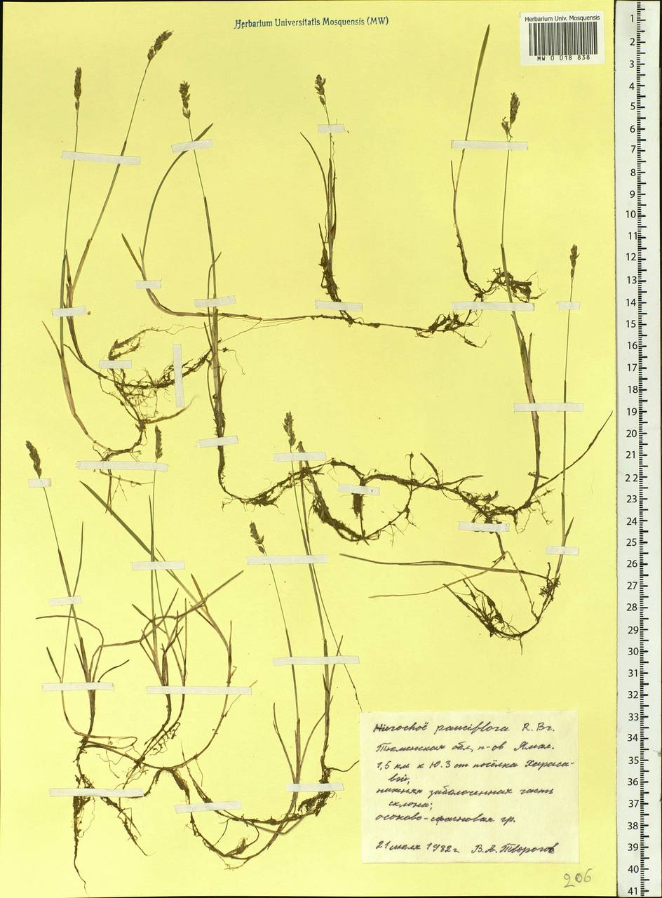 Anthoxanthum arcticum Veldkamp, Siberia, Western Siberia (S1) (Russia)