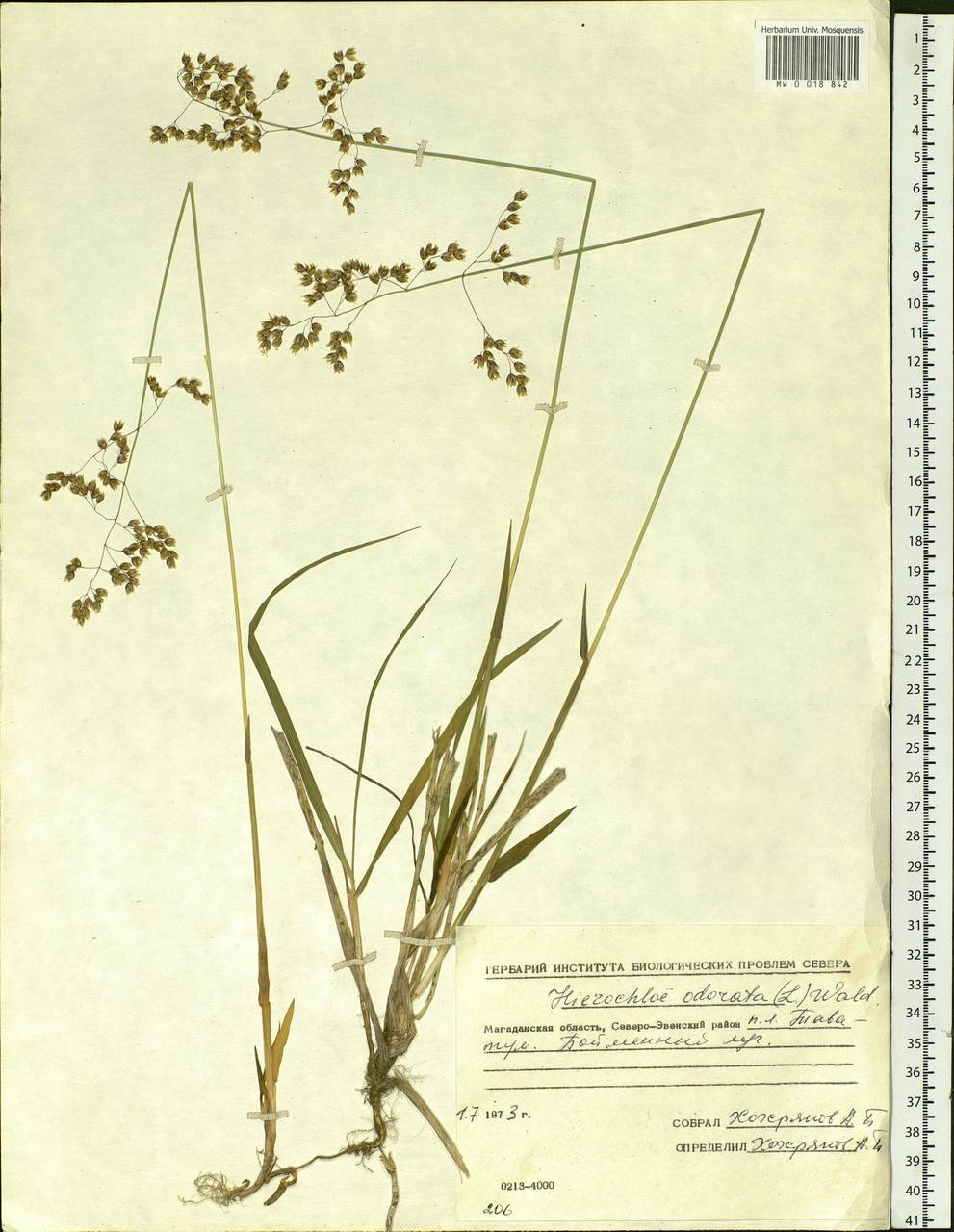 Anthoxanthum nitens (Weber) Y.Schouten & Veldkamp, Siberia, Chukotka & Kamchatka (S7) (Russia)