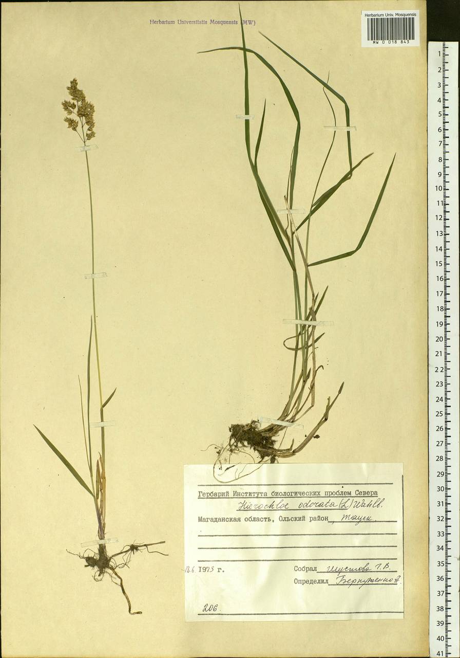 Anthoxanthum nitens (Weber) Y.Schouten & Veldkamp, Siberia, Chukotka & Kamchatka (S7) (Russia)