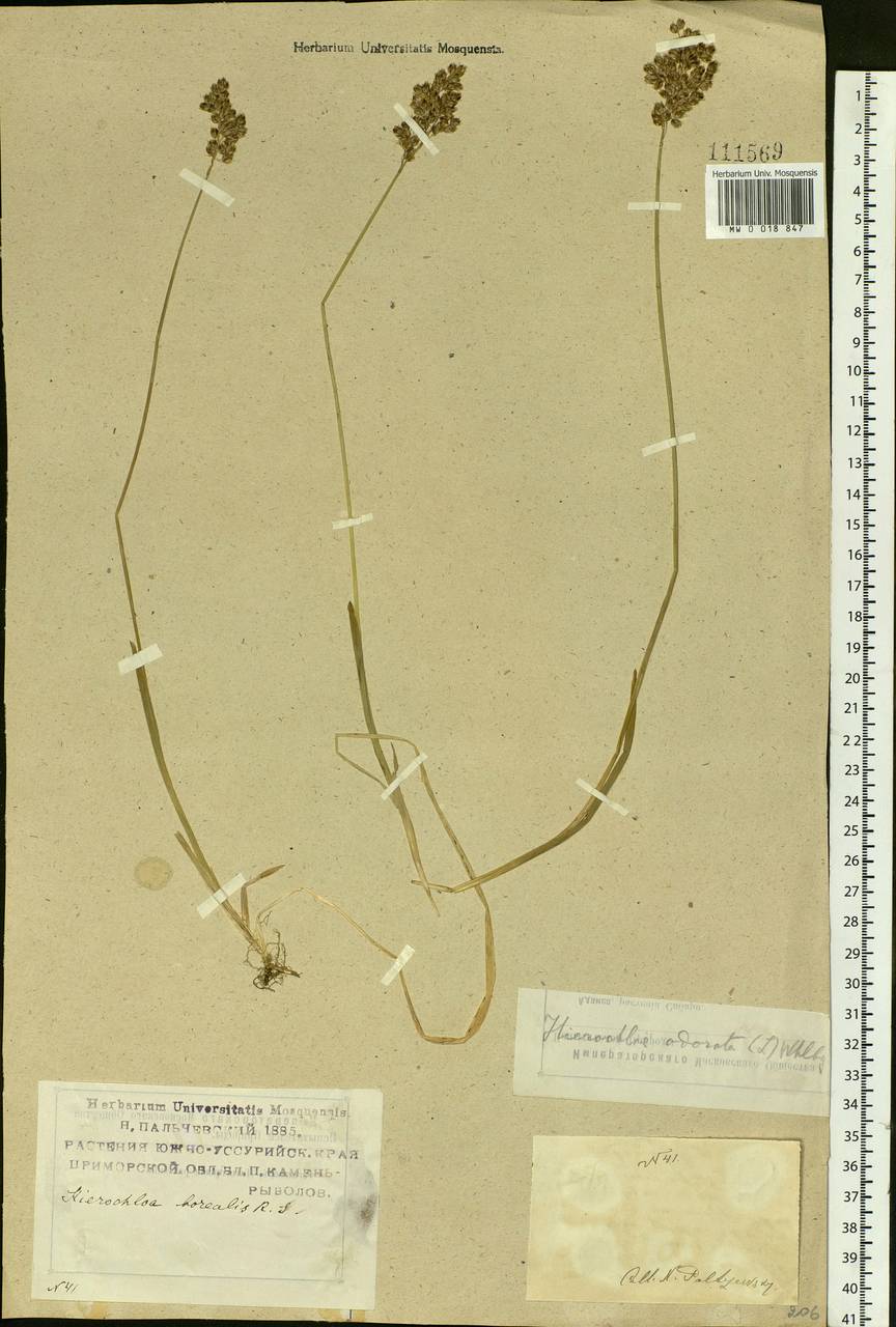 Anthoxanthum nitens (Weber) Y.Schouten & Veldkamp, Siberia, Russian Far East (S6) (Russia)