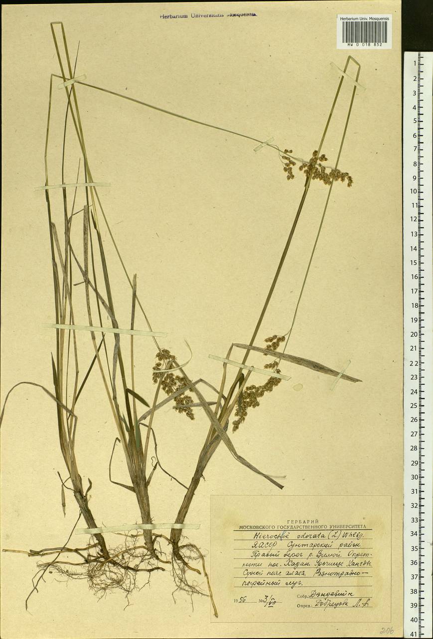 Anthoxanthum nitens (Weber) Y.Schouten & Veldkamp, Siberia, Yakutia (S5) (Russia)