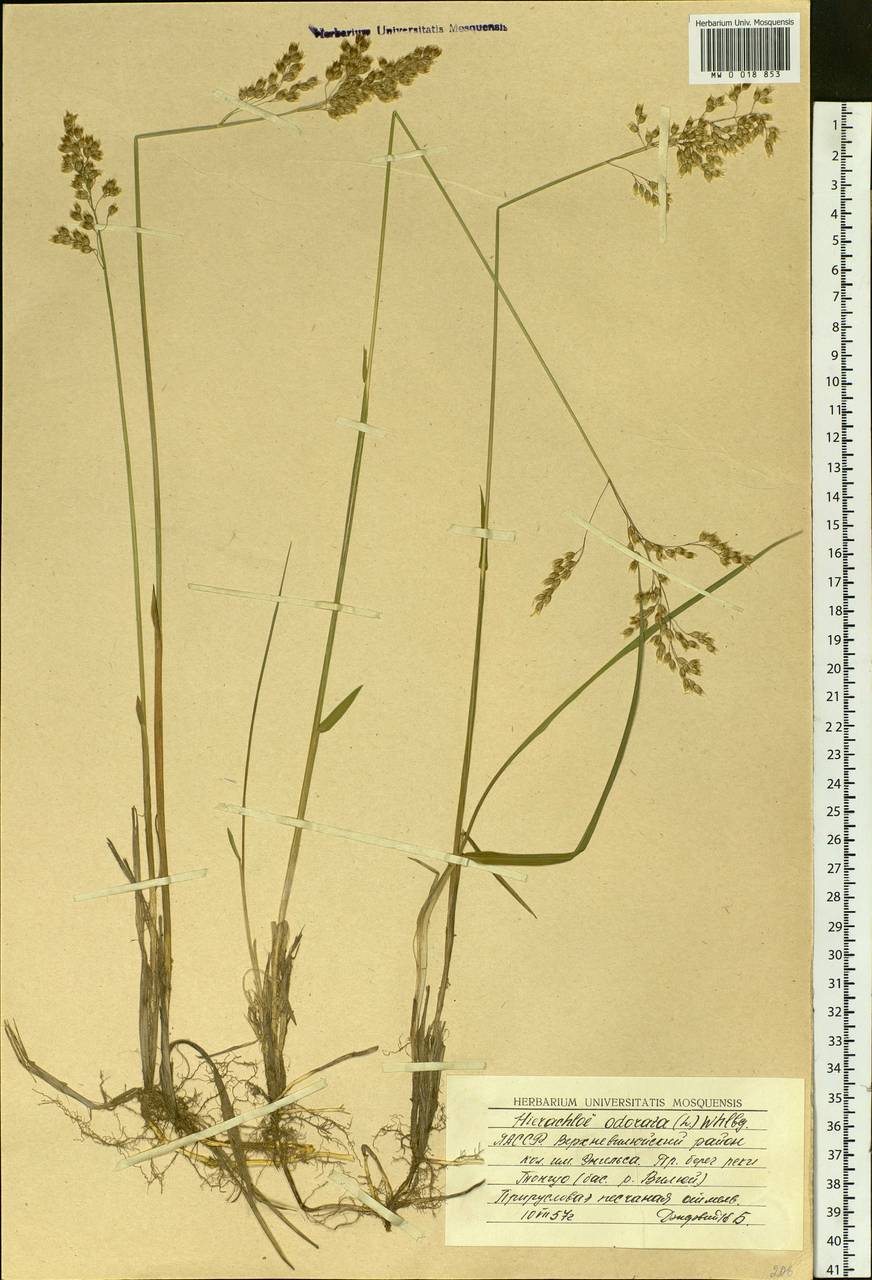 Anthoxanthum nitens (Weber) Y.Schouten & Veldkamp, Siberia, Yakutia (S5) (Russia)