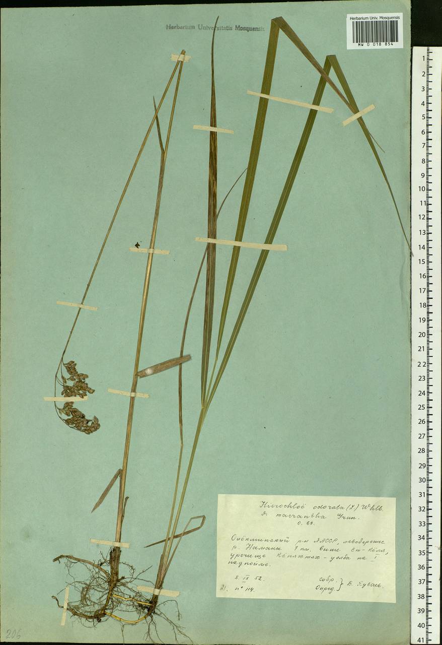 Anthoxanthum nitens (Weber) Y.Schouten & Veldkamp, Siberia, Yakutia (S5) (Russia)