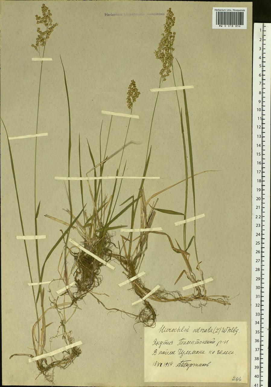 Anthoxanthum nitens (Weber) Y.Schouten & Veldkamp, Siberia, Yakutia (S5) (Russia)