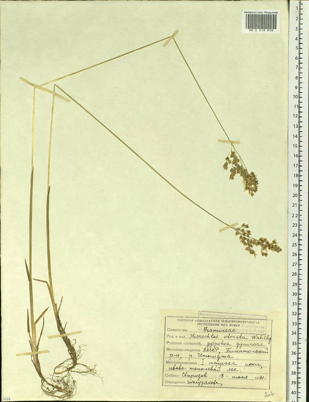 Anthoxanthum nitens (Weber) Y.Schouten & Veldkamp, Siberia, Yakutia (S5) (Russia)