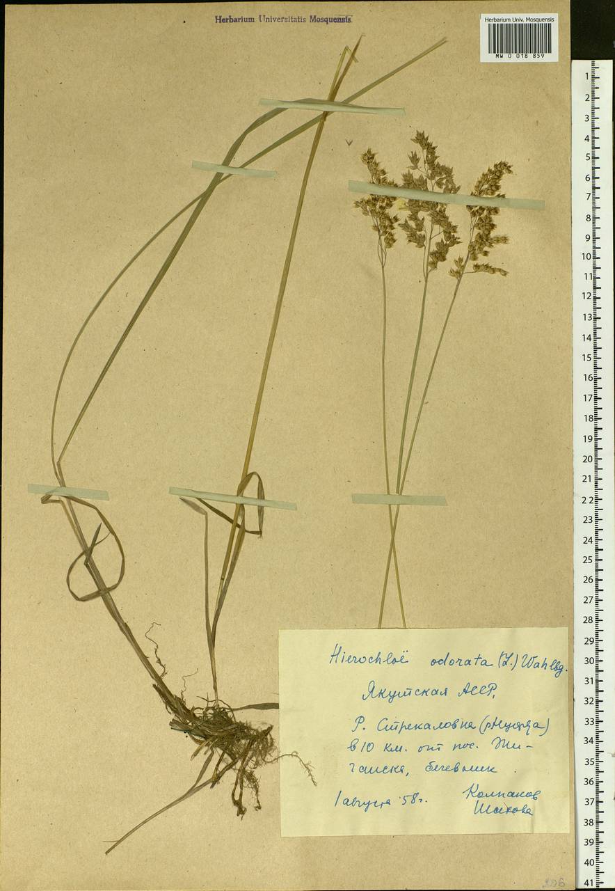 Anthoxanthum nitens (Weber) Y.Schouten & Veldkamp, Siberia, Yakutia (S5) (Russia)