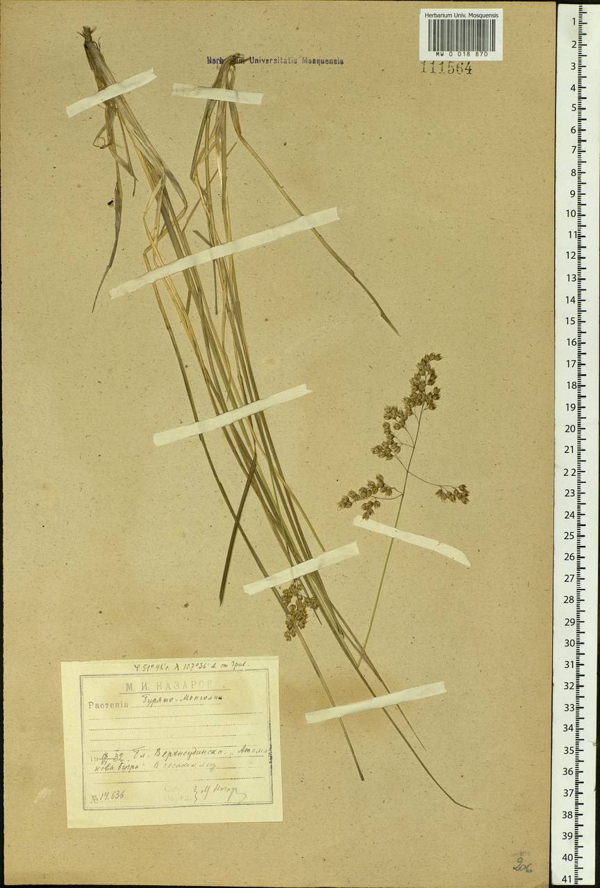 Anthoxanthum nitens (Weber) Y.Schouten & Veldkamp, Siberia, Baikal & Transbaikal region (S4) (Russia)