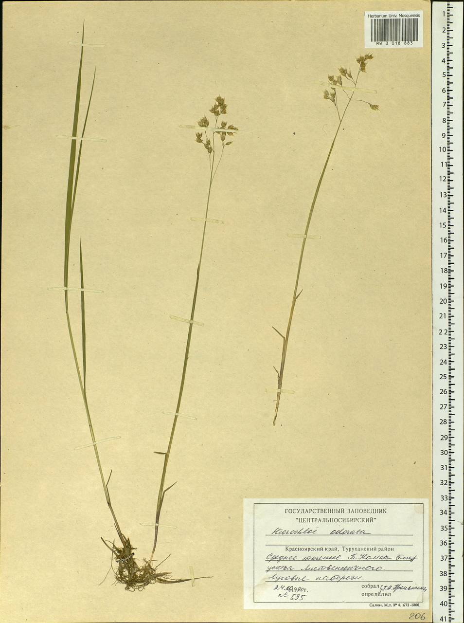 Anthoxanthum nitens (Weber) Y.Schouten & Veldkamp, Siberia, Central Siberia (S3) (Russia)