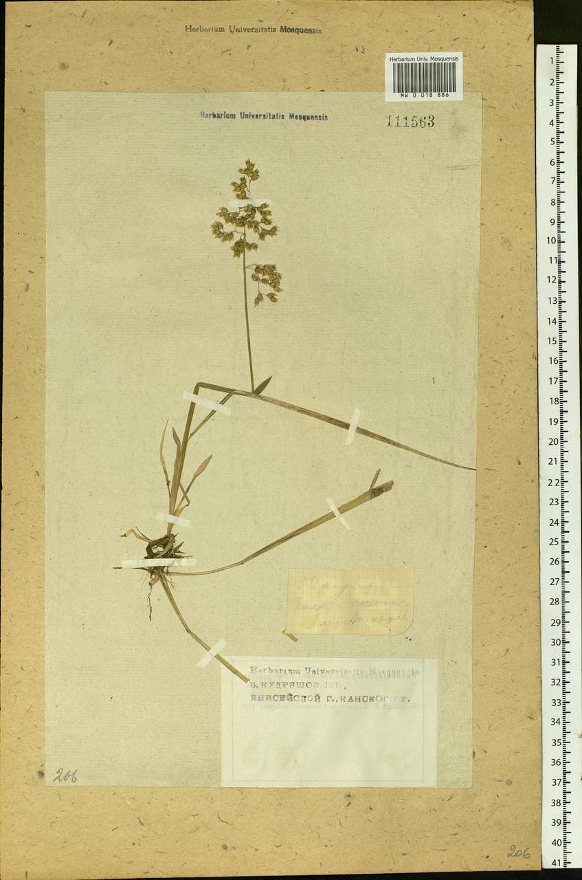 Anthoxanthum nitens (Weber) Y.Schouten & Veldkamp, Siberia, Central Siberia (S3) (Russia)