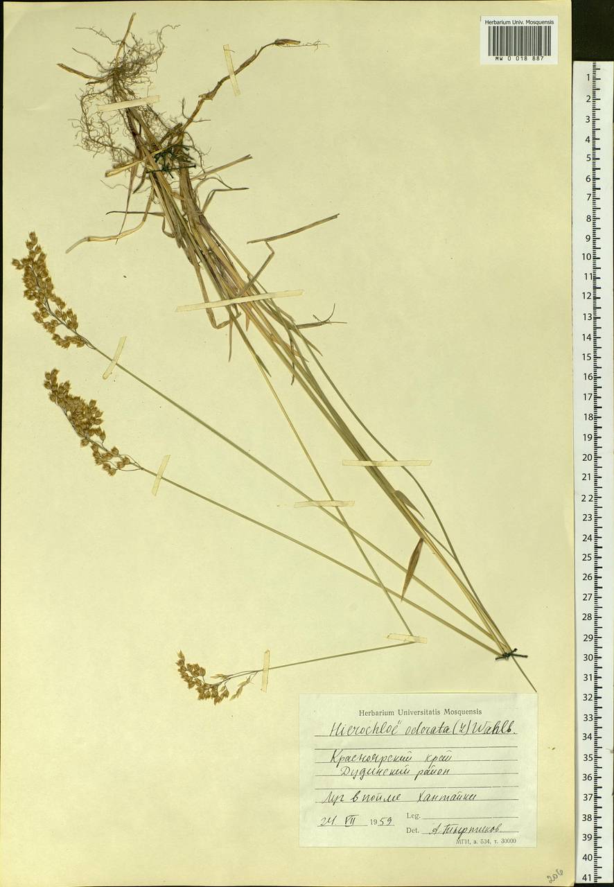 Anthoxanthum nitens (Weber) Y.Schouten & Veldkamp, Siberia, Central Siberia (S3) (Russia)