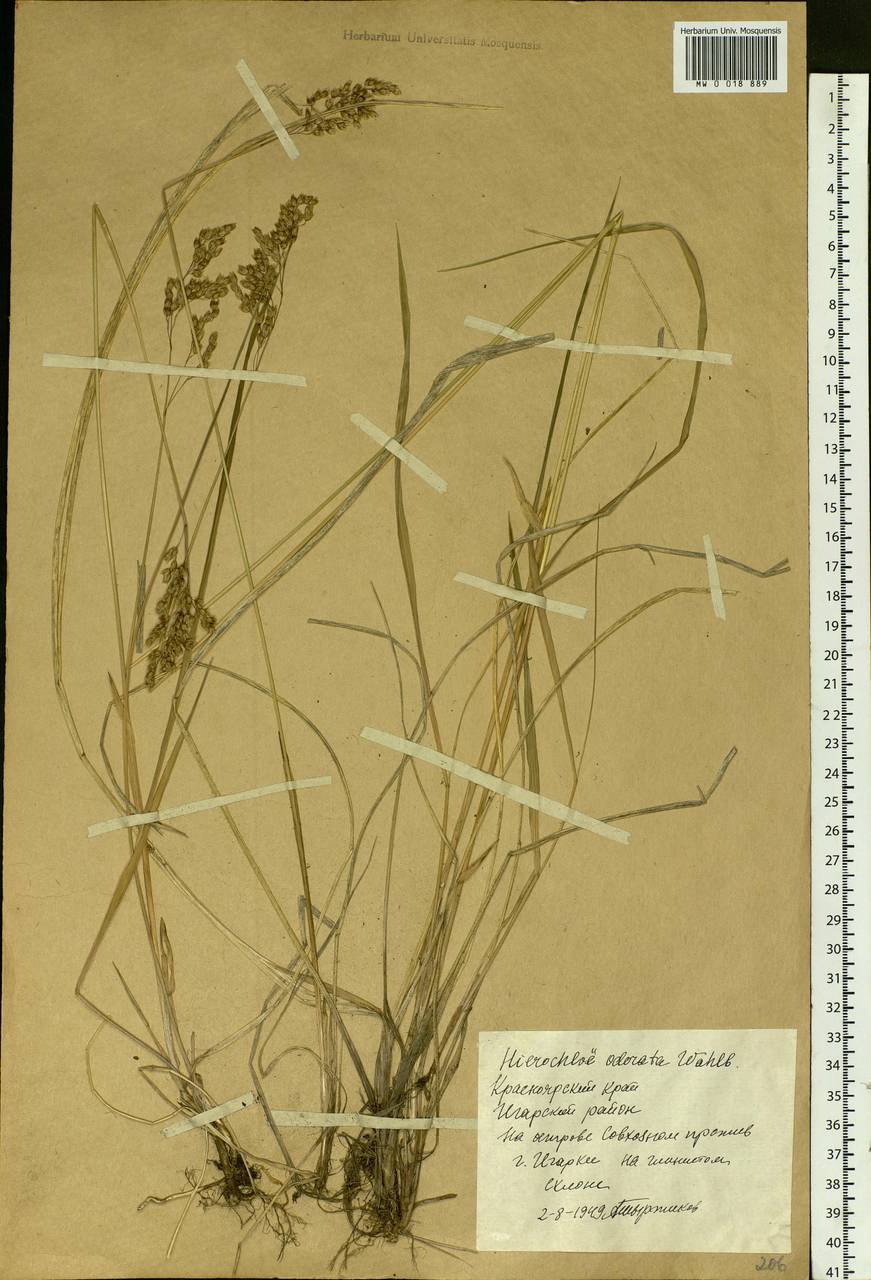 Anthoxanthum nitens (Weber) Y.Schouten & Veldkamp, Siberia, Central Siberia (S3) (Russia)