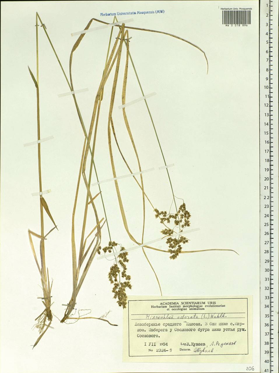 Anthoxanthum nitens (Weber) Y.Schouten & Veldkamp, Siberia, Central Siberia (S3) (Russia)