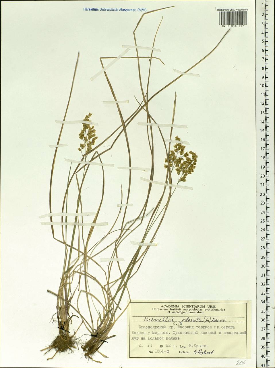 Anthoxanthum nitens (Weber) Y.Schouten & Veldkamp, Siberia, Central Siberia (S3) (Russia)