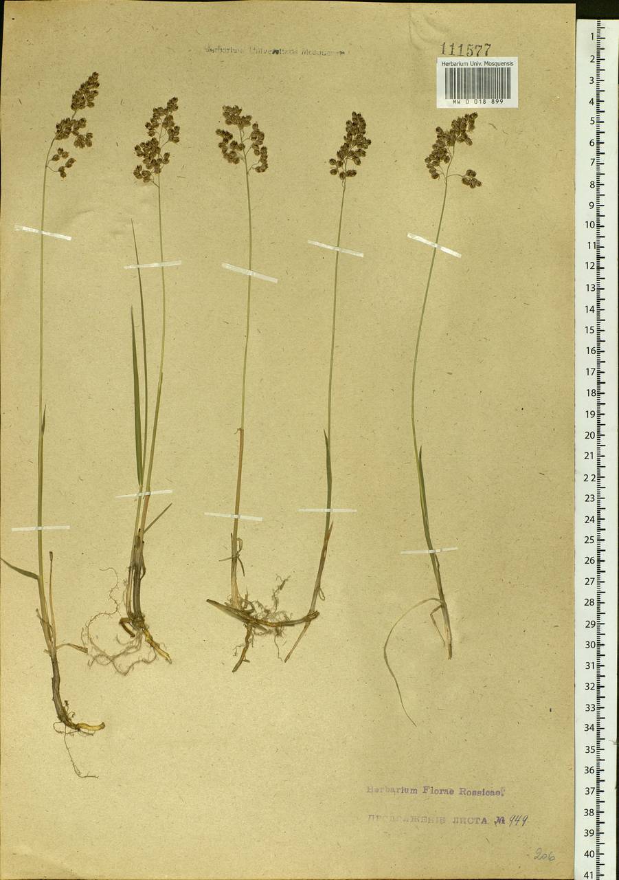 MW0018899, Hierochloe odorata (Зубровка душистая), specimen