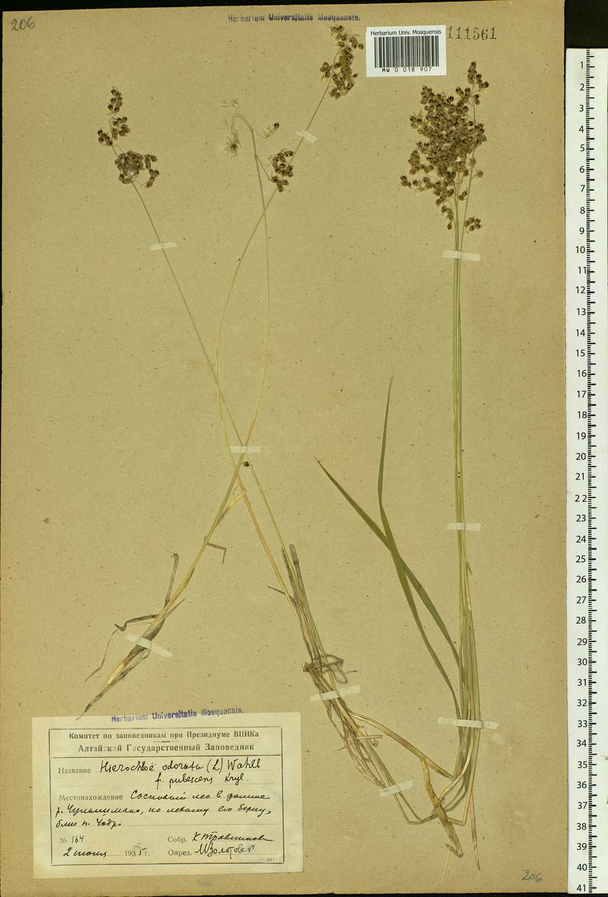 Anthoxanthum nitens (Weber) Y.Schouten & Veldkamp, Siberia, Altai & Sayany Mountains (S2) (Russia)