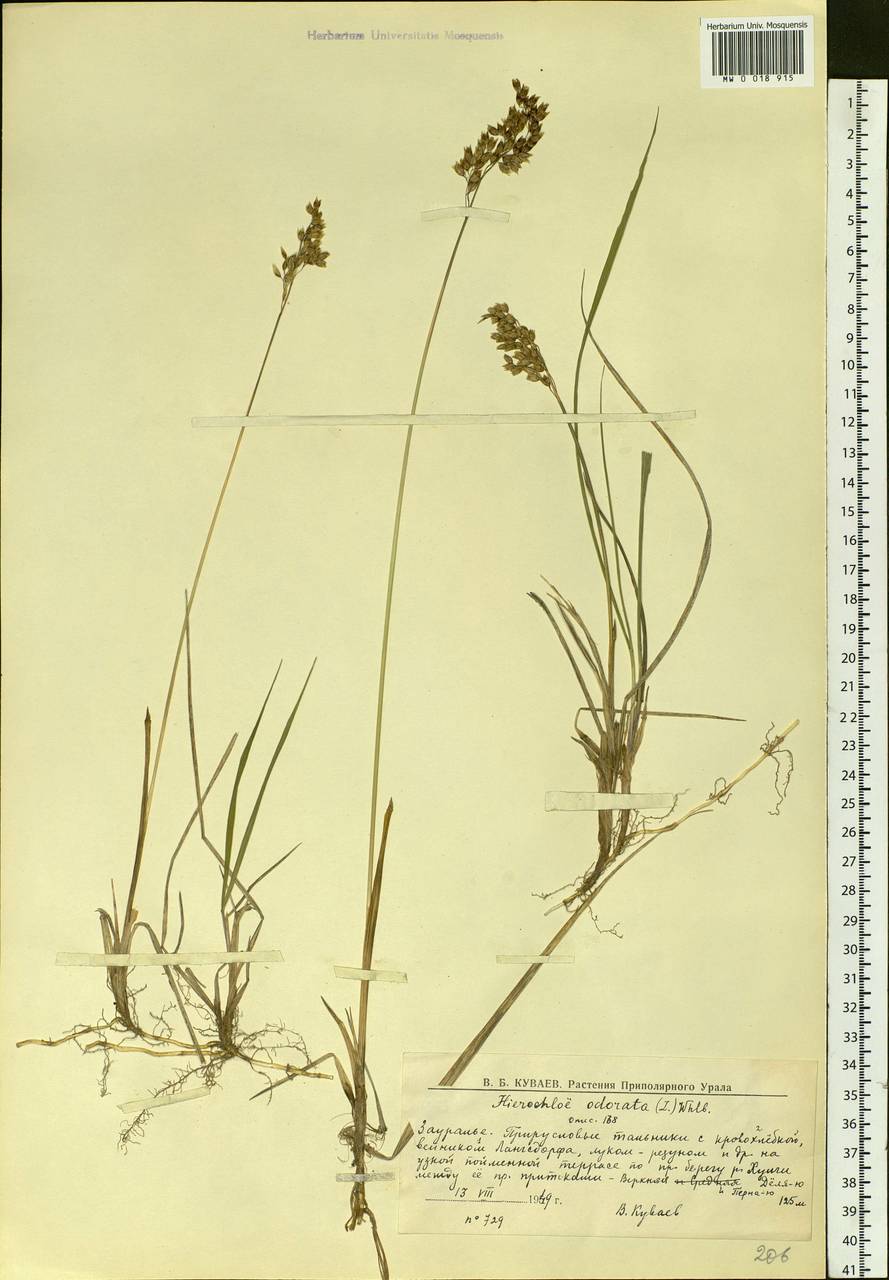 Anthoxanthum nitens (Weber) Y.Schouten & Veldkamp, Siberia, Western Siberia (S1) (Russia)