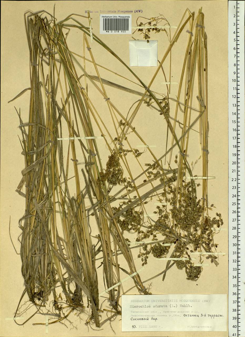 Anthoxanthum nitens (Weber) Y.Schouten & Veldkamp, Siberia, Western Siberia (S1) (Russia)