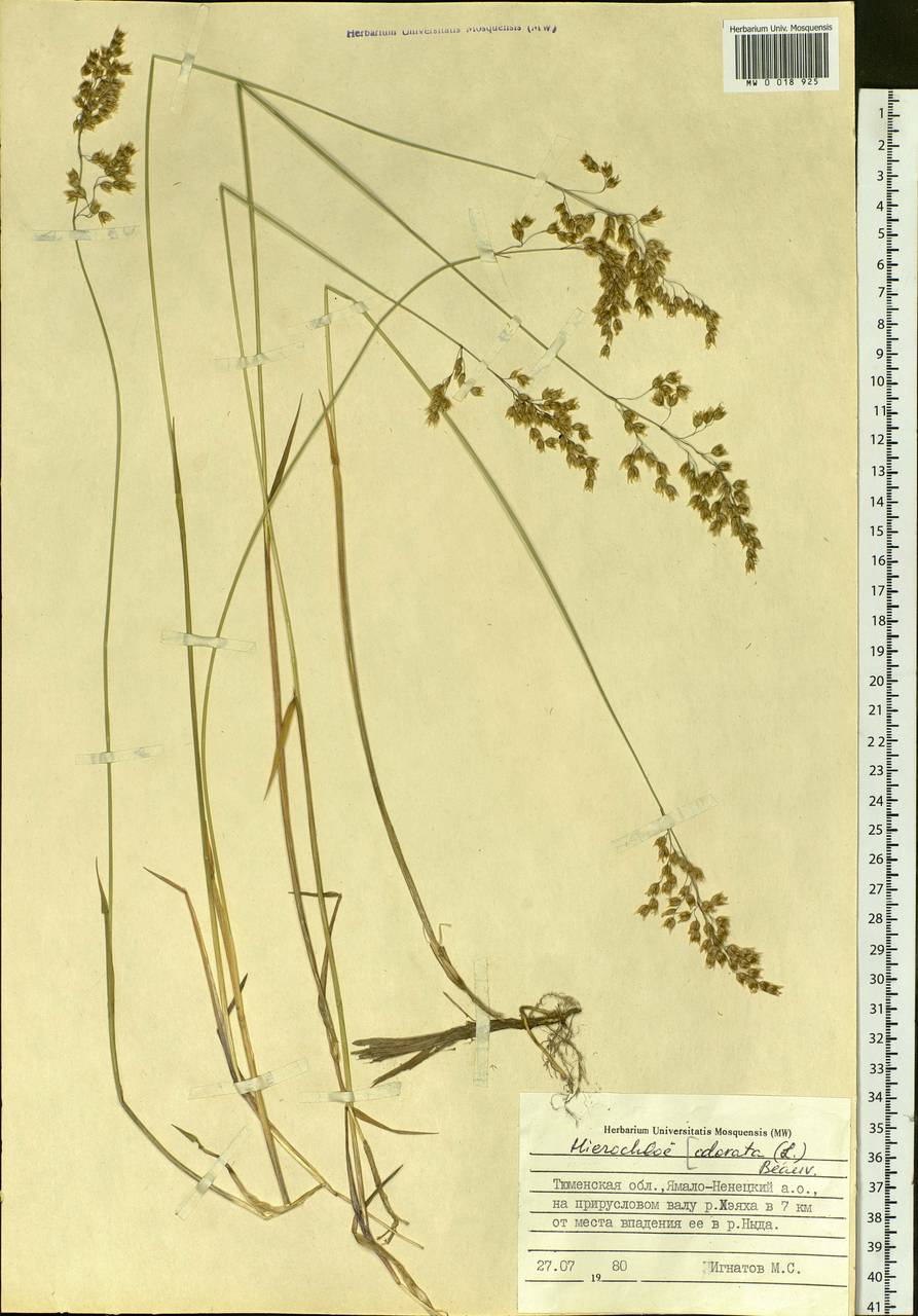 Anthoxanthum nitens (Weber) Y.Schouten & Veldkamp, Siberia, Western Siberia (S1) (Russia)