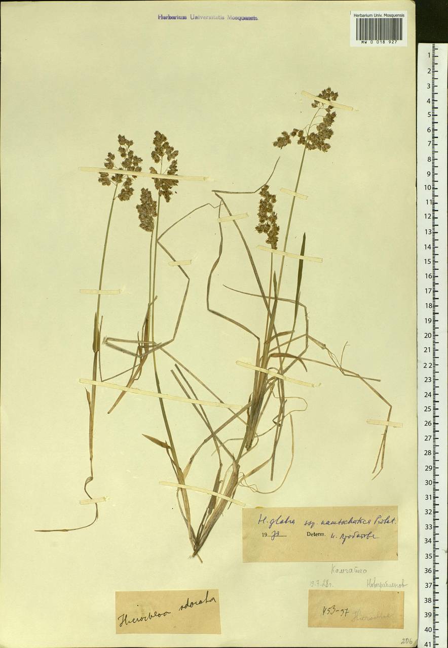 Hierochloe glabra Trin., Siberia, Chukotka & Kamchatka (S7) (Russia)