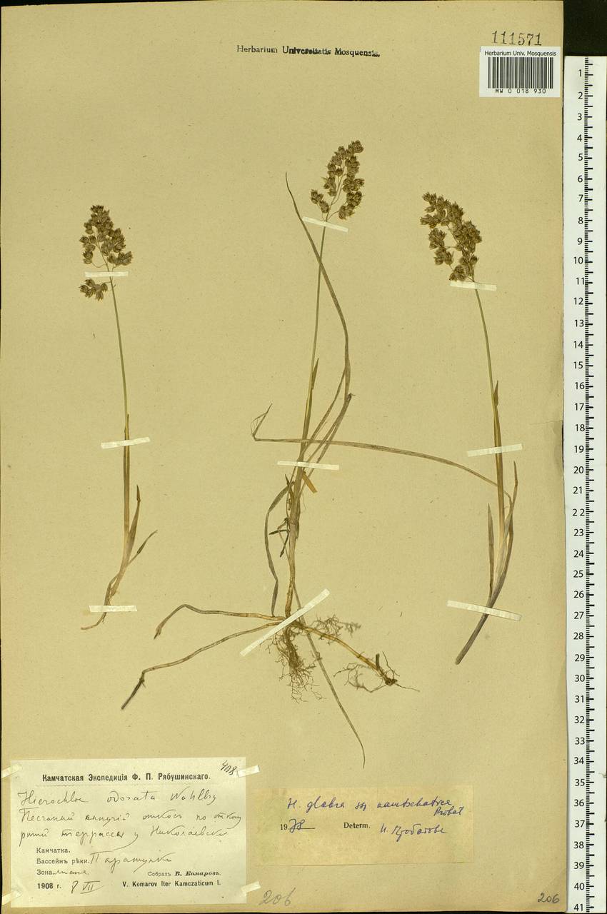 Hierochloe glabra Trin., Siberia, Chukotka & Kamchatka (S7) (Russia)