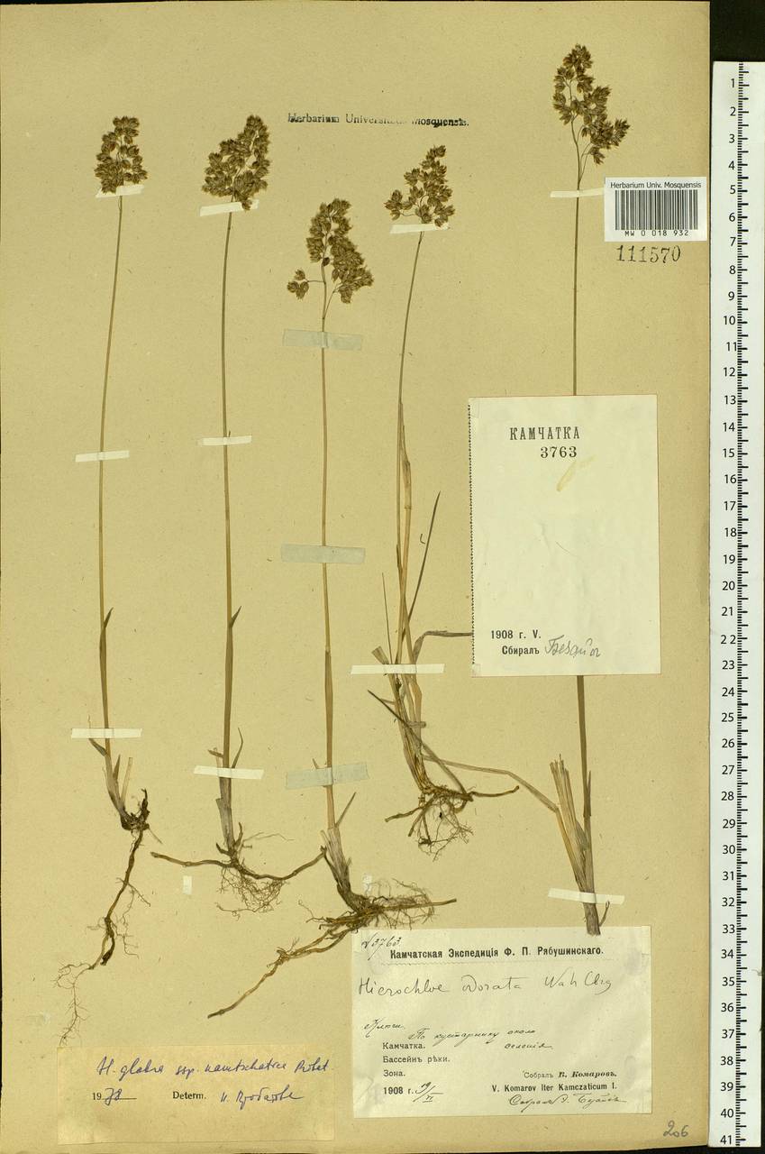 Hierochloe glabra Trin., Siberia, Chukotka & Kamchatka (S7) (Russia)