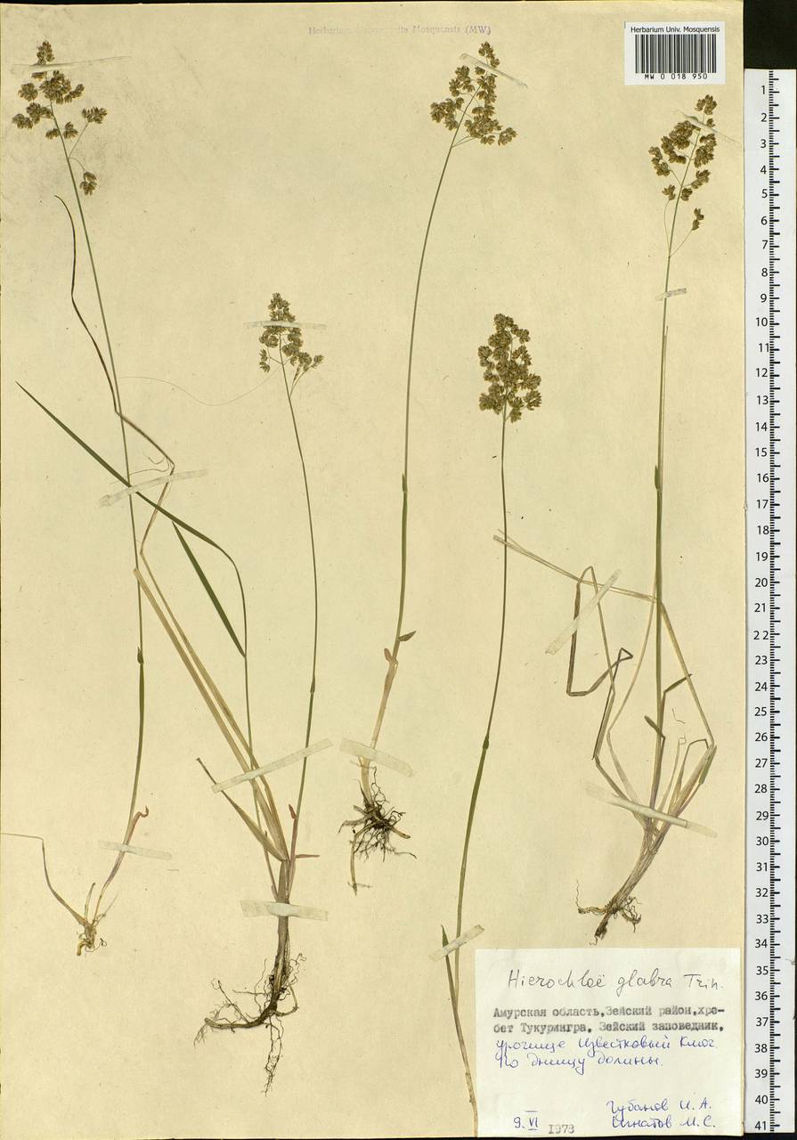 Anthoxanthum glabrum (Trin.) Veldkamp, Siberia, Russian Far East (S6) (Russia)