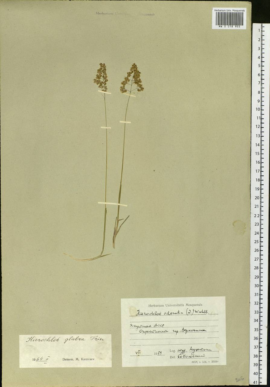 Anthoxanthum glabrum (Trin.) Veldkamp, Siberia, Yakutia (S5) (Russia)