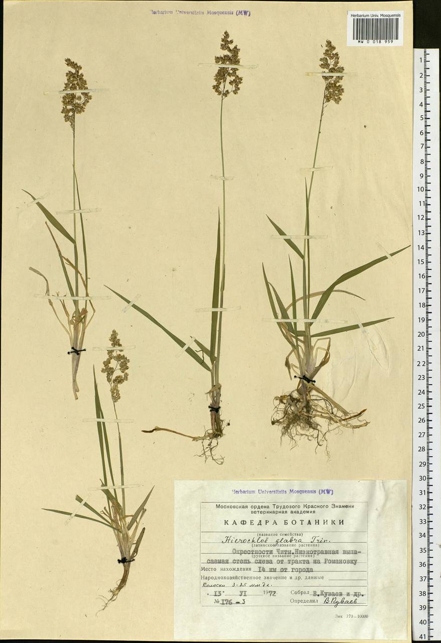 Anthoxanthum glabrum (Trin.) Veldkamp, Siberia, Baikal & Transbaikal region (S4) (Russia)